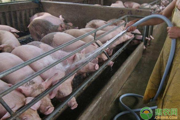 猪咬架原因及解决方法-图片版权归惠农网所有