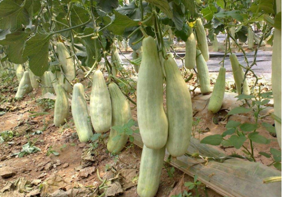 羊角甜瓜的栽培要点-图片版权归惠农网所有