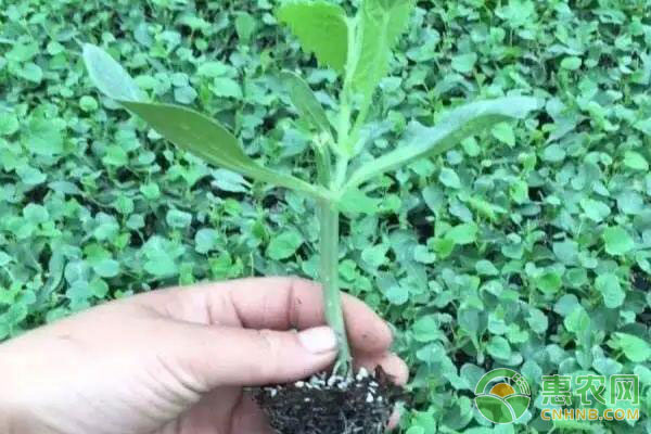 最全的羊角蜜甜瓜栽培技术都在这了,赶紧收藏! 最全的羊角蜜甜瓜栽培技术都在这了,赶紧收藏!-图片版权归惠农网所有