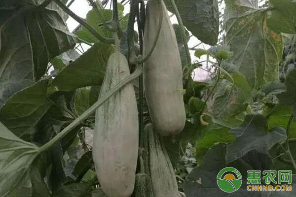最全的羊角蜜甜瓜栽培技术都在这了,赶紧收藏! 最全的羊角蜜甜瓜栽培技术都在这了,赶紧收藏!-图片版权归惠农网所有