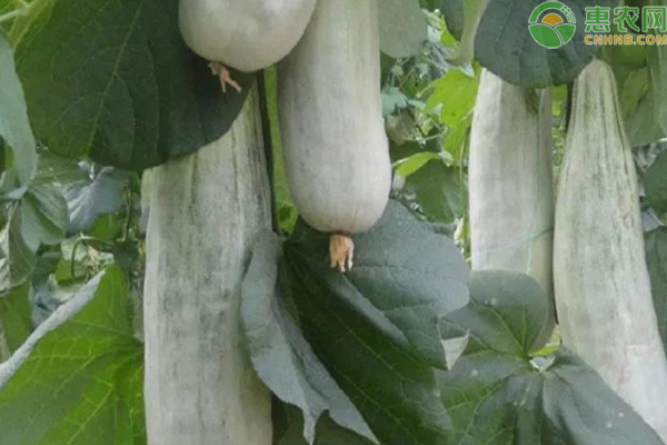 羊角蜜瓜什么时候种植最好？-图片版权归惠农网所有