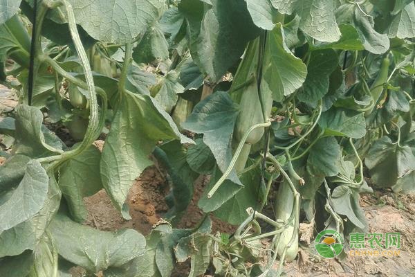 羊角蜜瓜什么时候种植最好？-图片版权归惠农网所有
