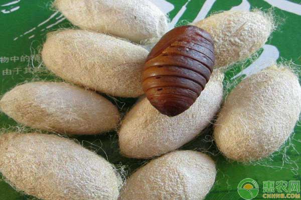 怎么养蚕?每个季节养殖方法不同-图片版权归惠农网所有