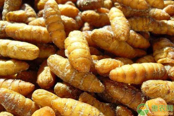 怎么养蚕?每个季节养殖方法不同-图片版权归惠农网所有