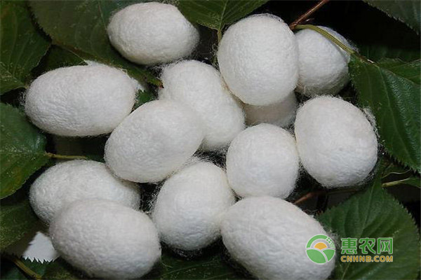 怎么养蚕?每个季节养殖方法不同-图片版权归惠农网所有