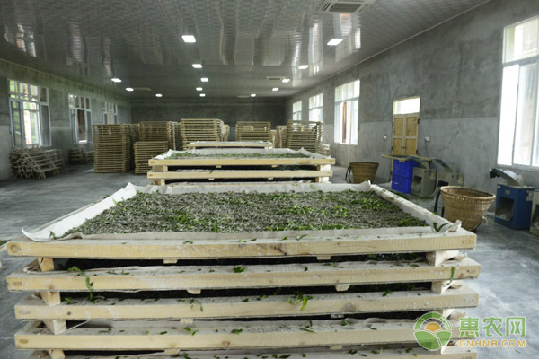 春季小蚕的饲养技术及管理要点-图片版权归惠农网所有