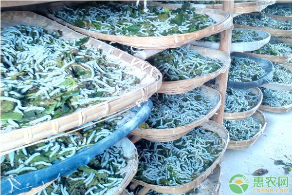 夏秋蚕养殖注意事项-图片版权归惠农网所有