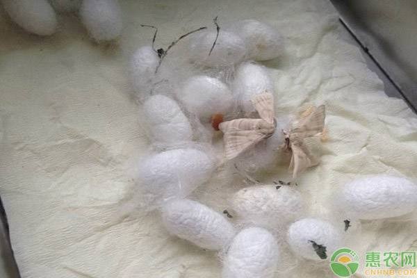 夏秋蚕养殖注意事项-图片版权归惠农网所有
