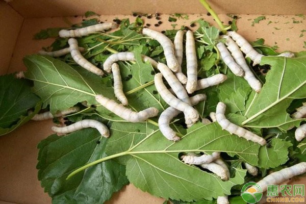 蚕怎么养殖方法-图片版权归惠农网所有