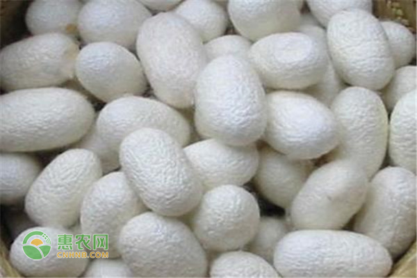 蚕怎么养殖方法-图片版权归惠农网所有