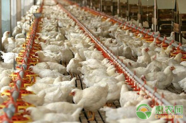 鸡拉白色稀粪怎么治？-图片版权归惠农网所有