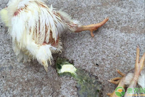 鸡拉白色稀粪怎么治？-图片版权归惠农网所有