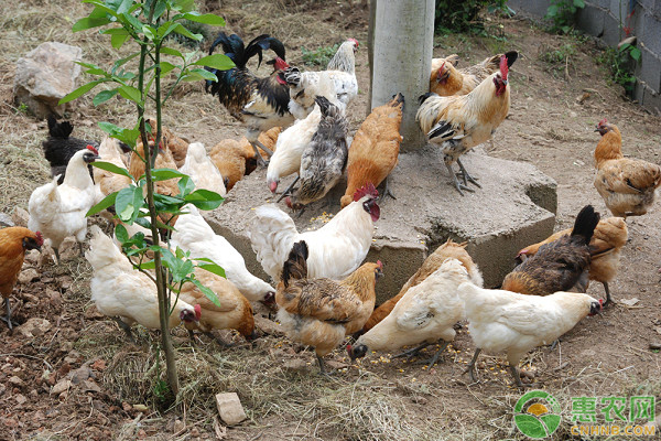 鸡球虫病防治技巧，养鸡户必知！-图片版权归惠农网所有