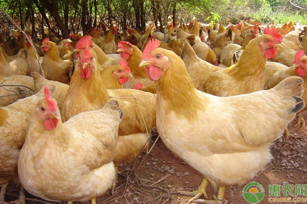 鸡饲料如何除霉？鸡饲料霉变危害分析及防治措施-图片版权归惠农网所有