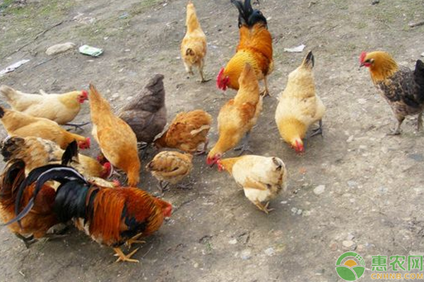 鸡饲料如何除霉？鸡饲料霉变危害分析及防治措施-图片版权归惠农网所有