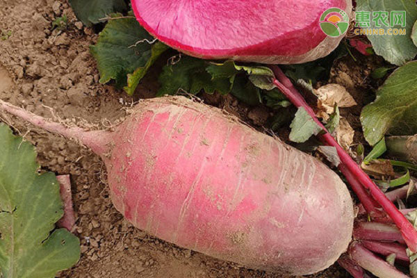 水果萝卜的种植方法和时间-图片版权归惠农网所有
