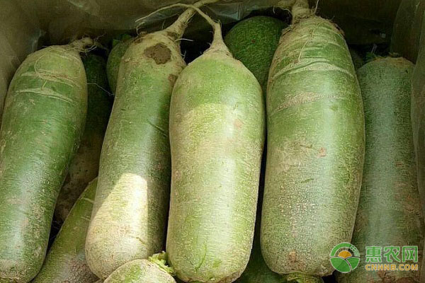 水果萝卜的种植方法和时间-图片版权归惠农网所有