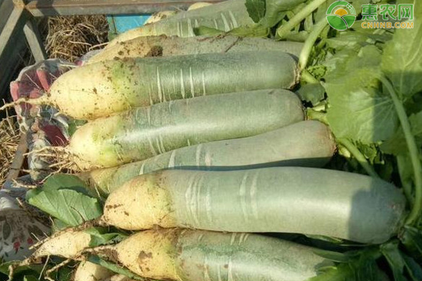 水果萝卜的种植方法和时间-图片版权归惠农网所有