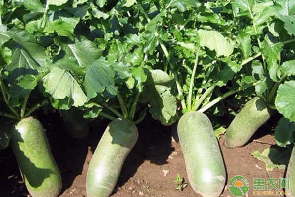 设施大棚水果萝卜高效栽培管理技术 设施大棚水果萝卜高效栽培管理技术-图片版权归惠农网所有