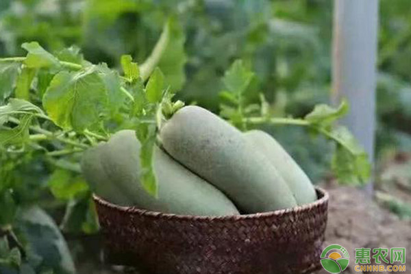 设施大棚水果萝卜高效栽培管理技术 设施大棚水果萝卜高效栽培管理技术-图片版权归惠农网所有
