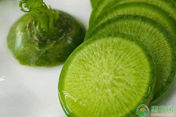 设施大棚水果萝卜高效栽培管理技术 设施大棚水果萝卜高效栽培管理技术-图片版权归惠农网所有