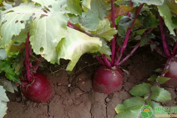 紫美人萝卜的种植技术-图片版权归惠农网所有