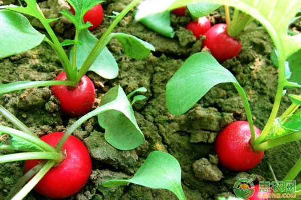 紫美人萝卜的种植技术-图片版权归惠农网所有