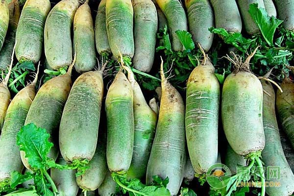 青萝卜种植时间和方法-图片版权归惠农网所有