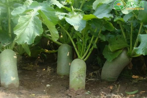 青萝卜种植时间和方法-图片版权归惠农网所有
