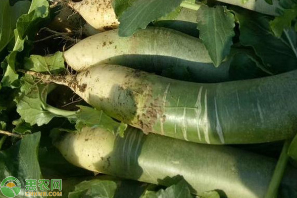 青萝卜种植时间和方法-图片版权归惠农网所有