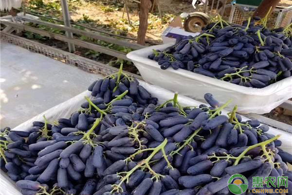 蓝宝石葡萄各个时期管理 甜蜜蓝宝石葡萄关键栽培技术(附各时期管理要点)-图片版权归惠农网所有