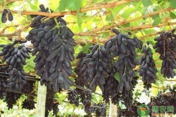 种植蓝宝石葡萄需注意这几个问题!-图片版权归惠农网所有