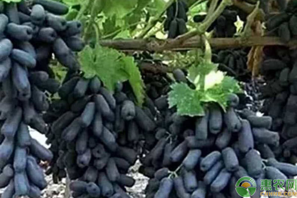 种植蓝宝石葡萄需注意这几个问题!-图片版权归惠农网所有