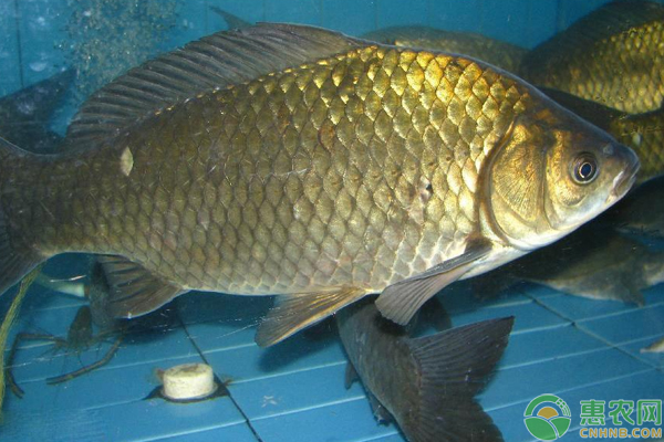 黄金鲫怎么养殖？需掌握这些池塘管理技巧及病害防治-图片版权归惠农网所有