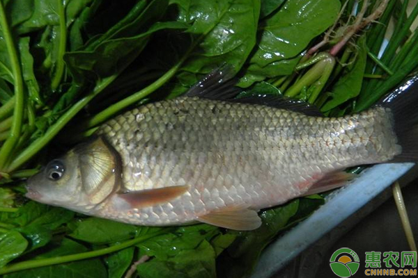 黄金鲫怎么养殖？需掌握这些池塘管理技巧及病害防治-图片版权归惠农网所有