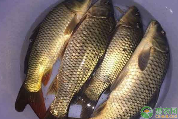 黄金鲫怎么养殖？需掌握这些池塘管理技巧及病害防治-图片版权归惠农网所有