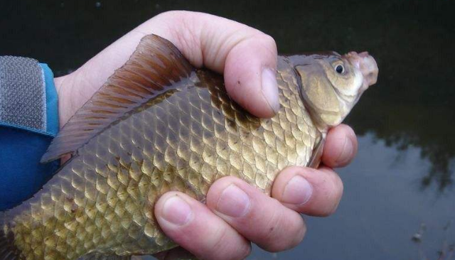 黄板鲫人工养殖技术-图片版权归惠农网所有