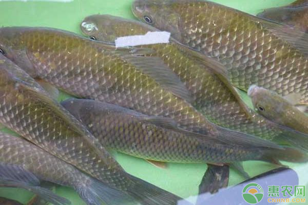 高产鲫鱼的养殖技术和管理方法有哪些？-图片版权归惠农网所有