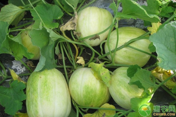 甜瓜种植方法步骤详解，让新手也可以轻松种甜瓜！-图片版权归惠农网所有