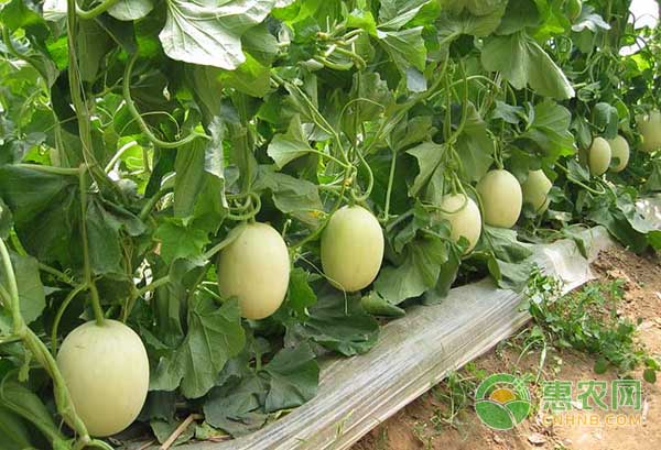 秋季甜瓜怎么种?甜瓜种植注意事项 秋季甜瓜怎么种?甜瓜种植注意事项-图片版权归惠农网所有