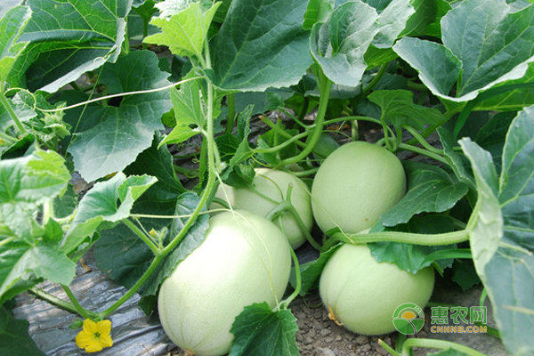 甜瓜早衰怎么避免？-图片版权归惠农网所有