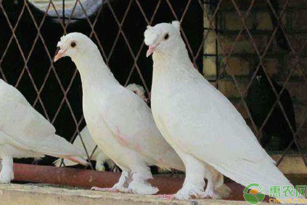观赏鸽怎么养？-图片版权归惠农网所有