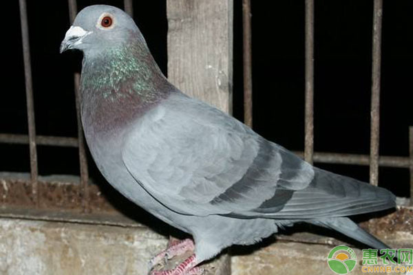 观赏鸽怎么养？-图片版权归惠农网所有