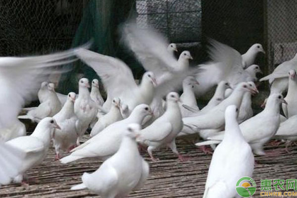 白鸽养殖技术和管理-图片版权归惠农网所有