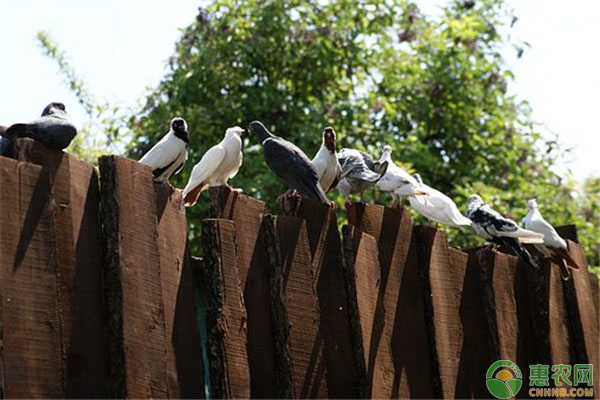 鸽流感的诊断以及预防措施介绍-图片版权归惠农网所有