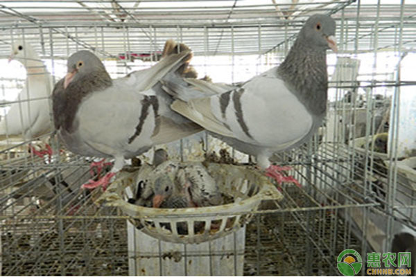 鸽流感的诊治-图片版权归惠农网所有