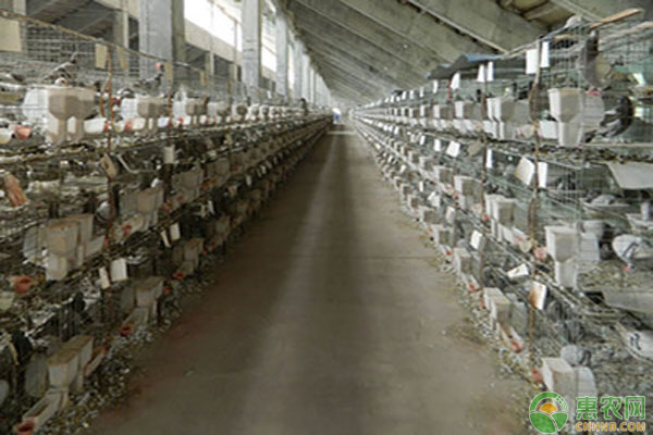 鸽流感的诊治-图片版权归惠农网所有