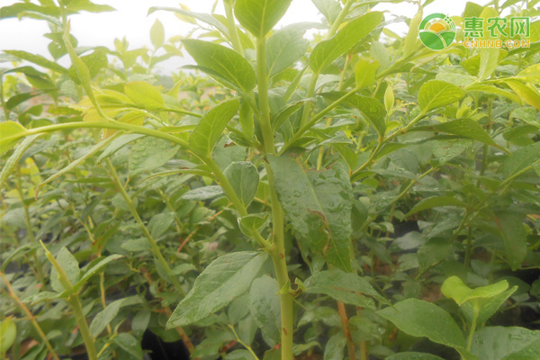 蓝莓树冬天怎么管理？-图片版权归惠农网所有
