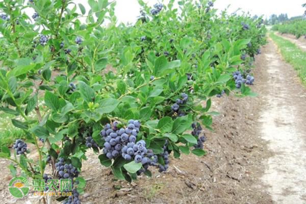 蓝莓树冬天怎么管理？-图片版权归惠农网所有