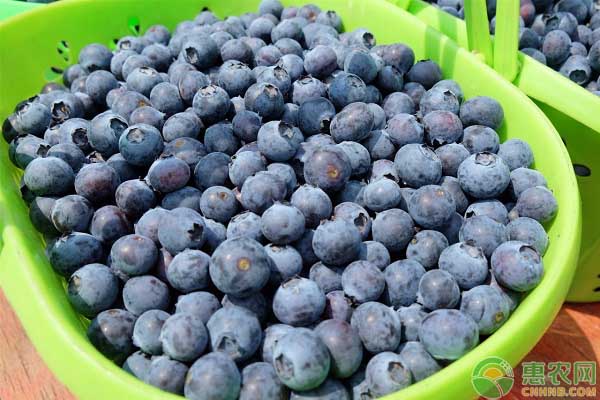 蓝莓种植条件 蓝莓要如何种植?蓝莓的种植条件和方法-图片版权归惠农网所有